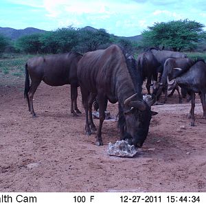 Trail Camera Namibia