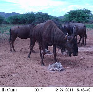 Trail Camera Namibia