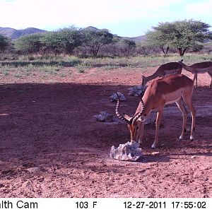 Trail Camera Namibia