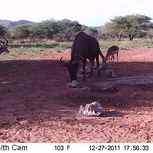 Trail Camera Namibia