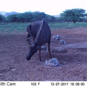 Trail Camera Namibia