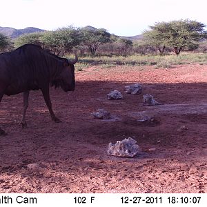 Trail Camera Namibia