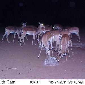 Trail Camera Namibia