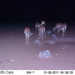 Trail Camera Namibia