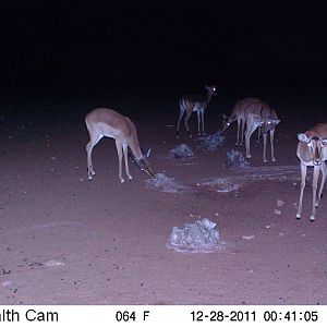 Trail Camera Namibia