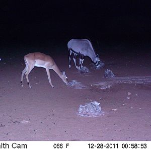 Trail Camera Namibia