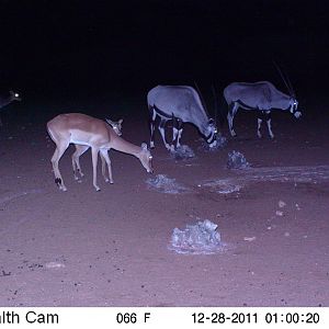 Trail Camera Namibia