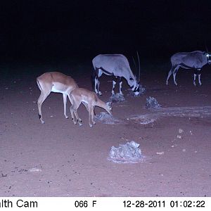 Trail Camera Namibia