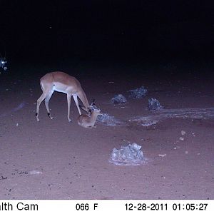 Trail Camera Namibia