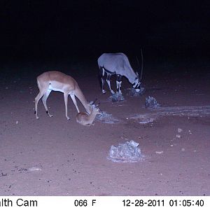 Trail Camera Namibia