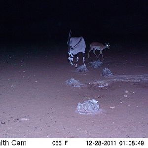 Trail Camera Namibia