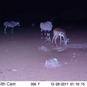 Trail Camera Namibia