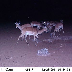 Trail Camera Namibia