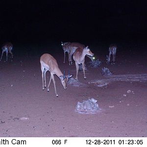 Trail Camera Namibia