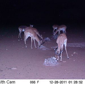 Trail Camera Namibia