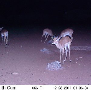 Trail Camera Namibia