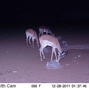 Trail Camera Namibia