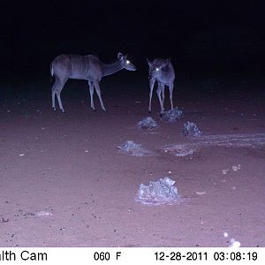 Trail Camera Namibia