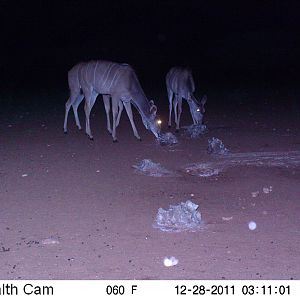 Trail Camera Namibia