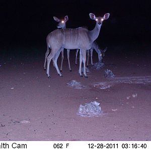 Trail Camera Namibia