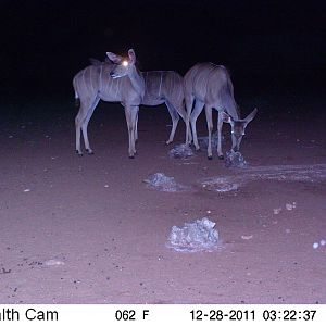 Trail Camera Namibia