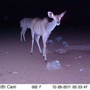 Trail Camera Namibia