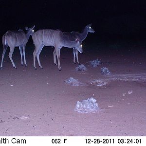 Trail Camera Namibia