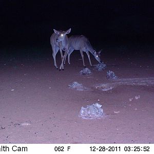 Trail Camera Namibia