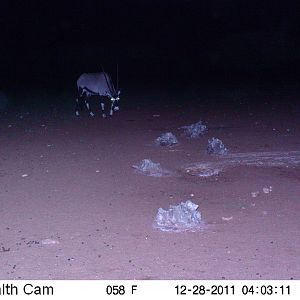 Trail Camera Namibia