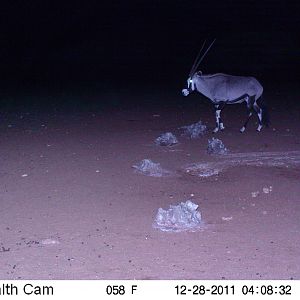 Trail Camera Namibia