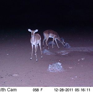 Trail Camera Namibia