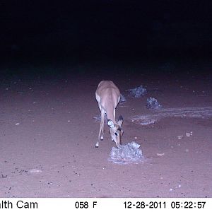 Trail Camera Namibia