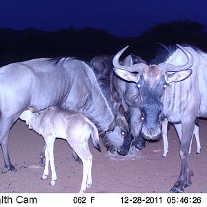 Trail Camera Namibia