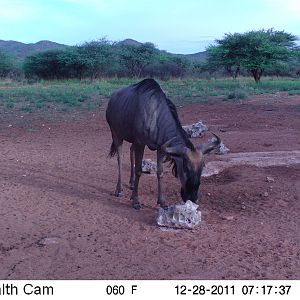 Trail Camera Namibia