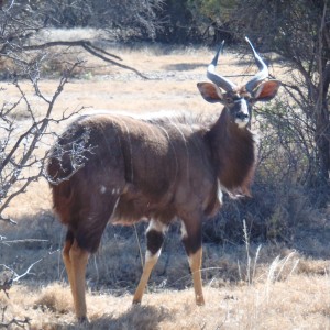 Nyala