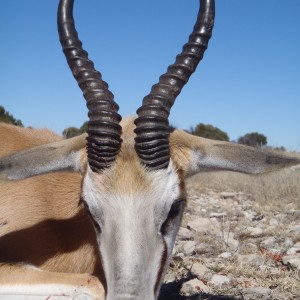 Springbok