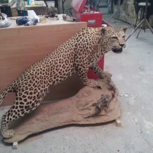 Leopard Full Mount