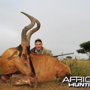 Motsomi Safaris - Red Hartebeest