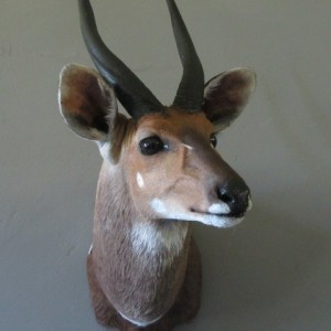 Bushbuck Mount