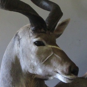 Kudu Close Up