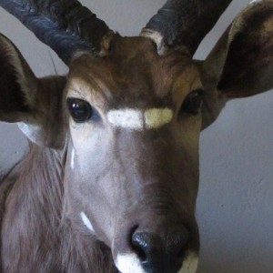 Nyala Close Up