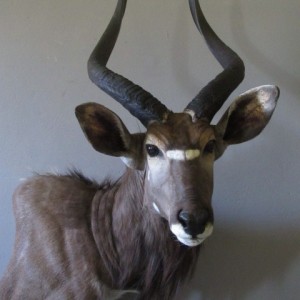 Nyala Mount