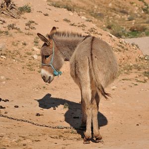 Donkey Africa
