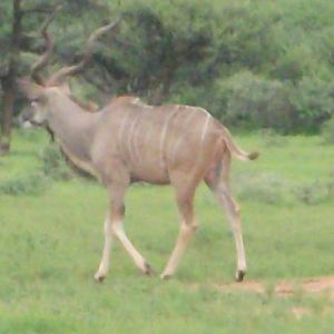 Greater Kudu Namibia