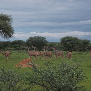 Greater Kudu Namibia