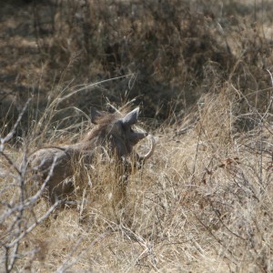 Warthog