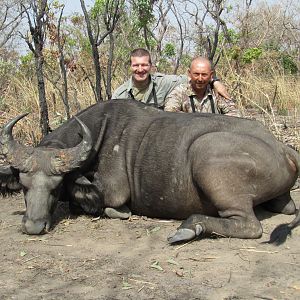 West African Savannah Buffalo hunted in Benin with Club Faune