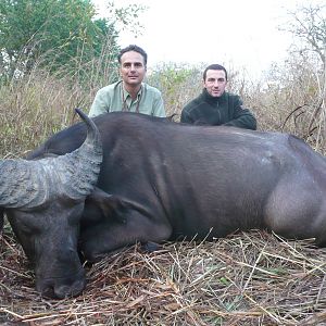 Central African Savannah Buffalo hunted in Central Africa with Club Faune