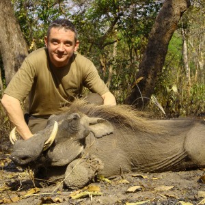 Warthog hunted in Central Africa with Club Faune