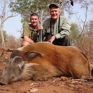 Red River Hog hunted in Central Africa with Club Faune